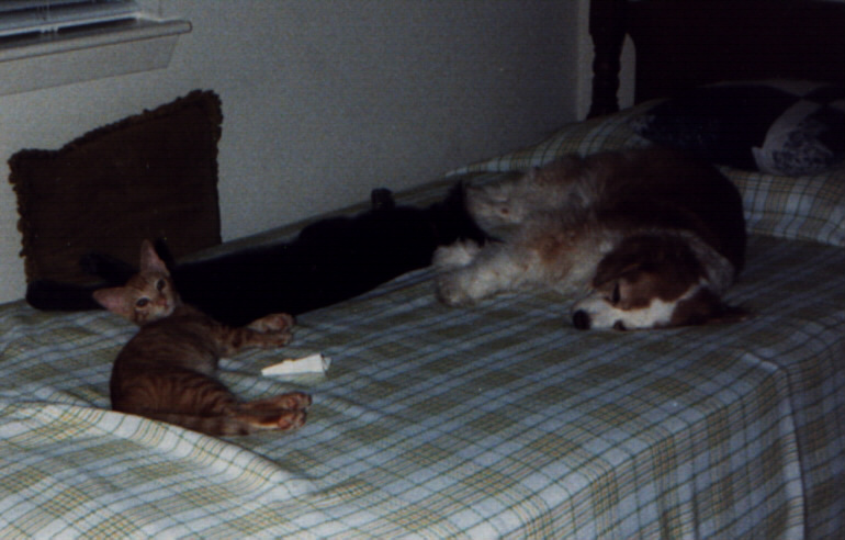 Baby, Junior, & Daisy on small bed