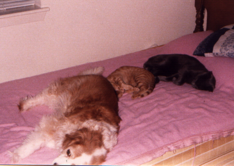 3 pets on bed