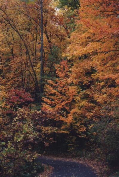 road into the trees