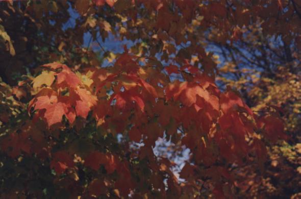 closeup of maple leaves