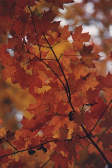 maple leaves from below