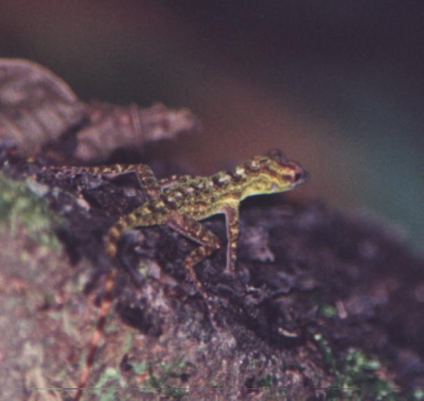 green spotted lizard