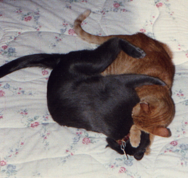 Junior and Baby wrestling