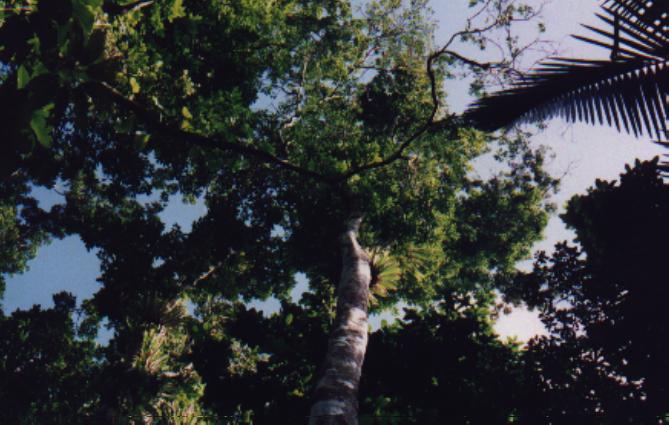 trees from below